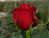 الأدرينالين والأماليا.. أنواع مختلفة من الورود الحمراء تعبر عن الحب "صور"