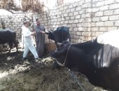 الزراعة تعلن علاج وفحص 1340 رأس ماشية مجانا لصغار المربين بجنوب سيناء