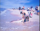شاب يصارع سمكة قرش على أحد شواطئ نيويورك.. فيديو وصور