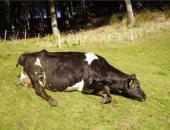 تعرف على مرض حمى الثلاث أيام التي تصيب الأبقار والجاموس وطرق علاجه