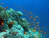 شعاب مرجانية وكائنات بحرية نادرة.. شواطئ البحر الأحمر جنة الله فى الأرض