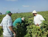 زراعة الإسماعيلية تنظم مدرسة حقلية لمزارعى القطن بالقنطرة شرق