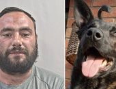 السجن 8 شهور لبريطاني عض كلبا بوليسيا وأصابه بجروح في الرأس