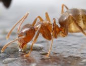 أجبر السكان على مغادرة منازلهم.. النمل المجنون يوقف الحياة بقرى الهند (فيديو)