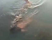 مشهد مرعب.. تمساح عملاق يسبح حاملاً جسد رجل بين فكيه فى بحيرة مكسيكية "فيديو"