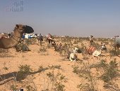 "العلمين الجديدة" تتزين لمهرجان الهجن .. انطلاق 900 جمل لمسافة 20 كم