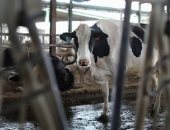 أصحاب المزارع الإسبانية يستأجرون شاحنات صهريجية بسبب الجفاف 