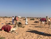 نجوم الهجن بشمال سيناء يشاركون فى سباق العلمين.. صور