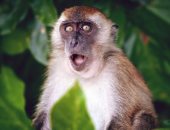 أهم الأسئلة والإجابات عن جدرى القرود وطرق الوقاية 