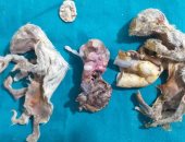 جراحة نادرة لإنقاذ قطة تعانى من حمل خارج الرحم لأكثر من 6 أشهر