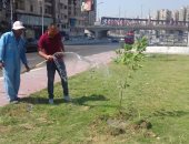 زراعة 1180 شجرة فى الحدائق العامة وعلى المحاور الرئيسية بالإسكندرية