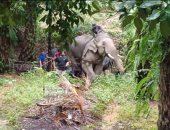 فيل هائج يمزق جسد معالجه نصفين بعد إجباره على نقل الأخشاب فى الطقس الحار