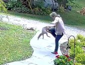 ثعلب يهاجم سيدة أمام منزلها.. وشجاعة جارها تنقذها من قبضته "فيديو وصور"