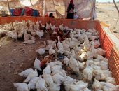 أسعار الدواجن في مصر اليوم تشهد تراجعا طفيفا بالمزارع