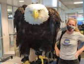 "نسر" يثير الفزع فى مطار أمريكى أثناء محاولته السفر.. فيديو‏ وصور