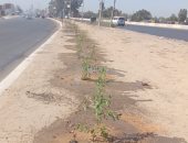 محافظة الغربية تزرع 1238 شجرة بالطرق العامة والميادين.. صور