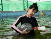 الدولفين النونو.. بيطريون ينقذون عجل بحر مصاب فى تايلاند 
