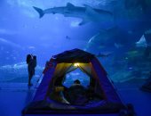 النوم مع سمك القرش.. أحدث وسائل الترفيه فى مدينة الألعاب الصينية