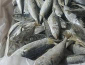 ضبط 10 أطنان أسماك غير صالحة للاستهلاك فى حملة للطب البيطرى بالإسماعيلية