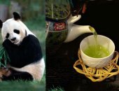 أغرب أنواع الشاي في العالم.. أبرزها مصنوع من فضلات الباندا والديدان