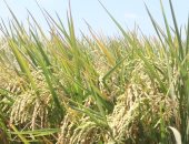 زراعة بورسعيد: 33 ألف فدان مساحة الأراضى المنزرعة بالأرز