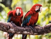 تضم 3500 طائر.. إغلاق أكبر حديقة للطيور فى آسيا بعد 52 عاما على افتتاحها