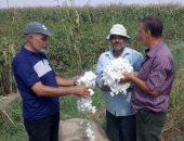 بدء حصاد أول حقل إرشادى لـ"الذهب الأبيض" فى بورسعيد