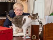 القط "لارى".. ودع 3 رؤساء حكومات وأول المستقبلين لتروس بمقر الحكومة البريطانية