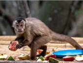 كوريا الجنوبية تعلن 3 إصابات جديدة بجدري القردة