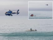 مصرع 5 أشخاص وإنقاذ 6 بعد انقلاب قارب فى نيوزيلندا لاصطدامه بـ"حوت"