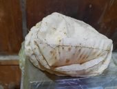 حملات تموينية مفاجئة على الأسواق والمحال التجارية بالعاشر من رمضان