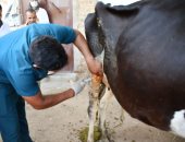 حياة كريمة.. جامعة سوهاج تواصل قوافلها البيطرية المجانية بقرية الشيخ مسعود