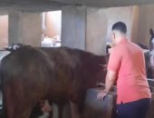 تحصين 83% من الماشية ضد الحمى القلاعية والوادي المتصدع بالإسكندرية