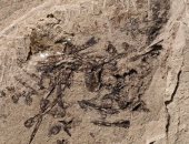 العثور على حفرية غريبة فى ولاية يوتا الأمريكية عمرها أكثر من 150 مليون عام