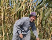 حصاد 21 ألف فدان من المساحات المزروعة بمحصول الذرة فى الشرقية