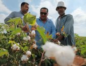 وكيل زراعة دمياط يتفقد زراعات القطن ويشدد على تكثيف المرور الميدانى