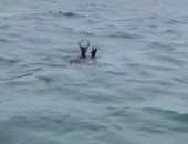 مشهد غريب.. صيادون يوثقون رحلة غزالتين وسط المحيط الأطلسى.. فيديو
