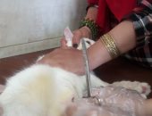 وحدة لعلاج الحيوانات الأليفة بدمياط تعمل على مدار الأسبوع وتقدم خدمات برسوم رمزية 