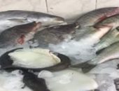 ضبط طن أسماك مجمدة مجهولة المصدر بأحد المصانع جنوب بورسعيد