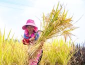 اللؤلؤ الأصفر .. موسم حصاد وتجفيف الأرز فى الصين
