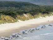 230 حوتا.. جنوح جماعي لـ"الحيتان الطيارة" على شواطئ أستراليا "صور"