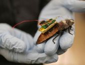 صراصير سايبورج.. اليابان تستعين بالحشرات للبحث عن ناجين خلال الكوارث