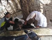 محافظ المنوفية: تحصين ما يزيد عن 308  ألف رأس ماشية  ضد مرض الحمى القلاعية