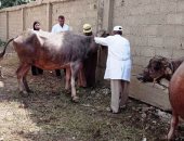 حياة كريمة بالشرقية.. قوافل بيطرية المجانية بقرى ومراكز المحافظة 