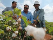وكيل زراعة دمياط يشهد بدء جنى محصول القطن