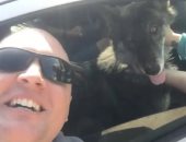 الناس افتكرته ذئب.. الشرطة الأمريكية تعيد كلبًا لمالكه بعد رحلة بحث طويلة "صور"