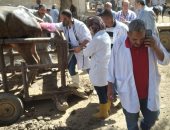 فحص 540 رأس ماشية و 7600 طائر خلال قافلة بيطرية في قطور بالغربية 