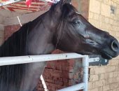 المهرة "مرجانة" تشارك لأول مرة بمهرجان الشرقية للخيول وتفوز فى مسابقة الجمال