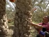 محصول الخير.. "مانشيت" يجري معايشة لأعمال موسم حصاد التمور بالبدرشين 