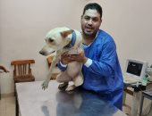جراحة عاجلة تنقذ كلب شارع من غرغرينا بقدمه بعد حادث فى بنها.. صور